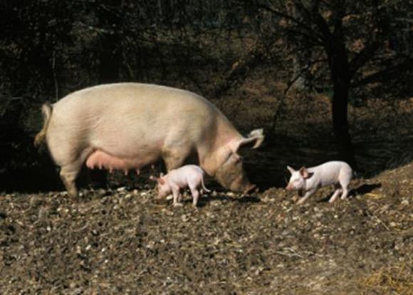 母猪二胎综合征的防治