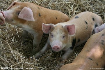 乳猪饲养管理该怎么抓？