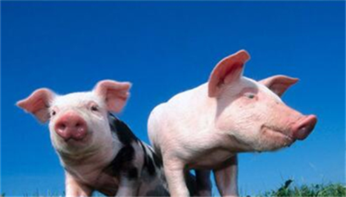 SPN技术分享|夏秋季节母猪如何保健？