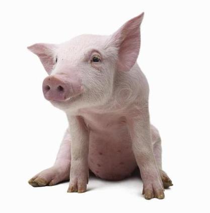 猪流行性腹泻防控